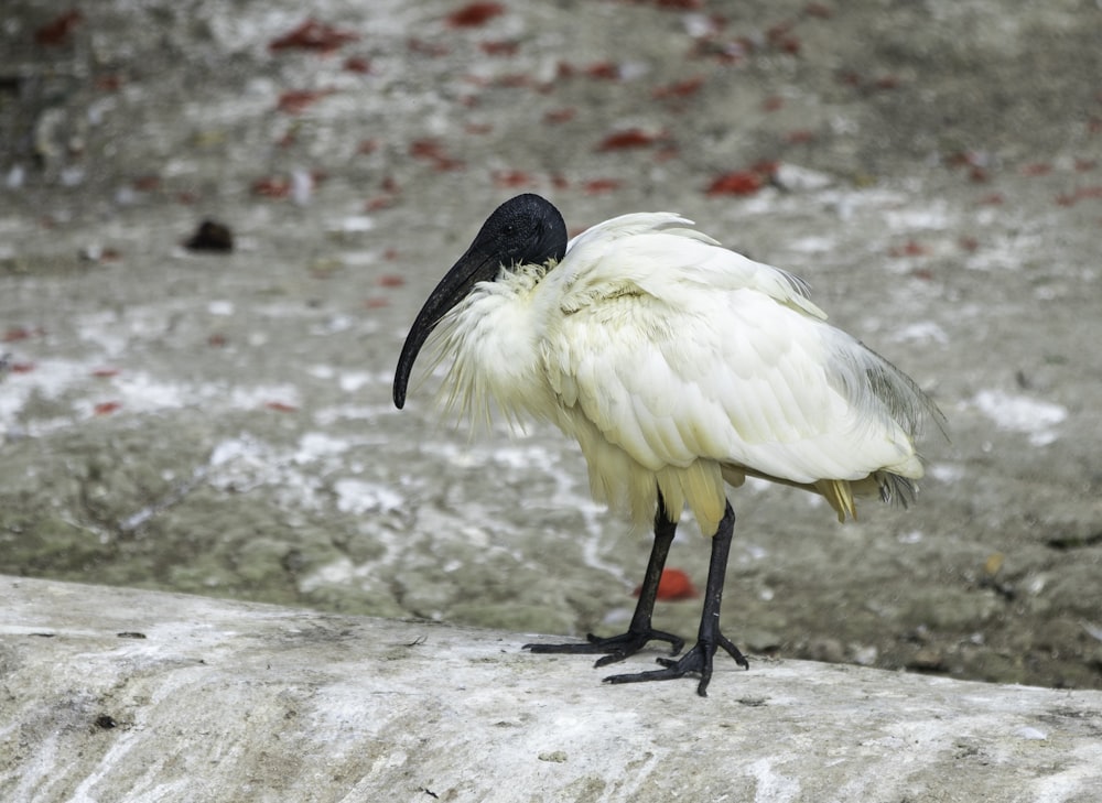 a white bird with a black beak standing on a rock