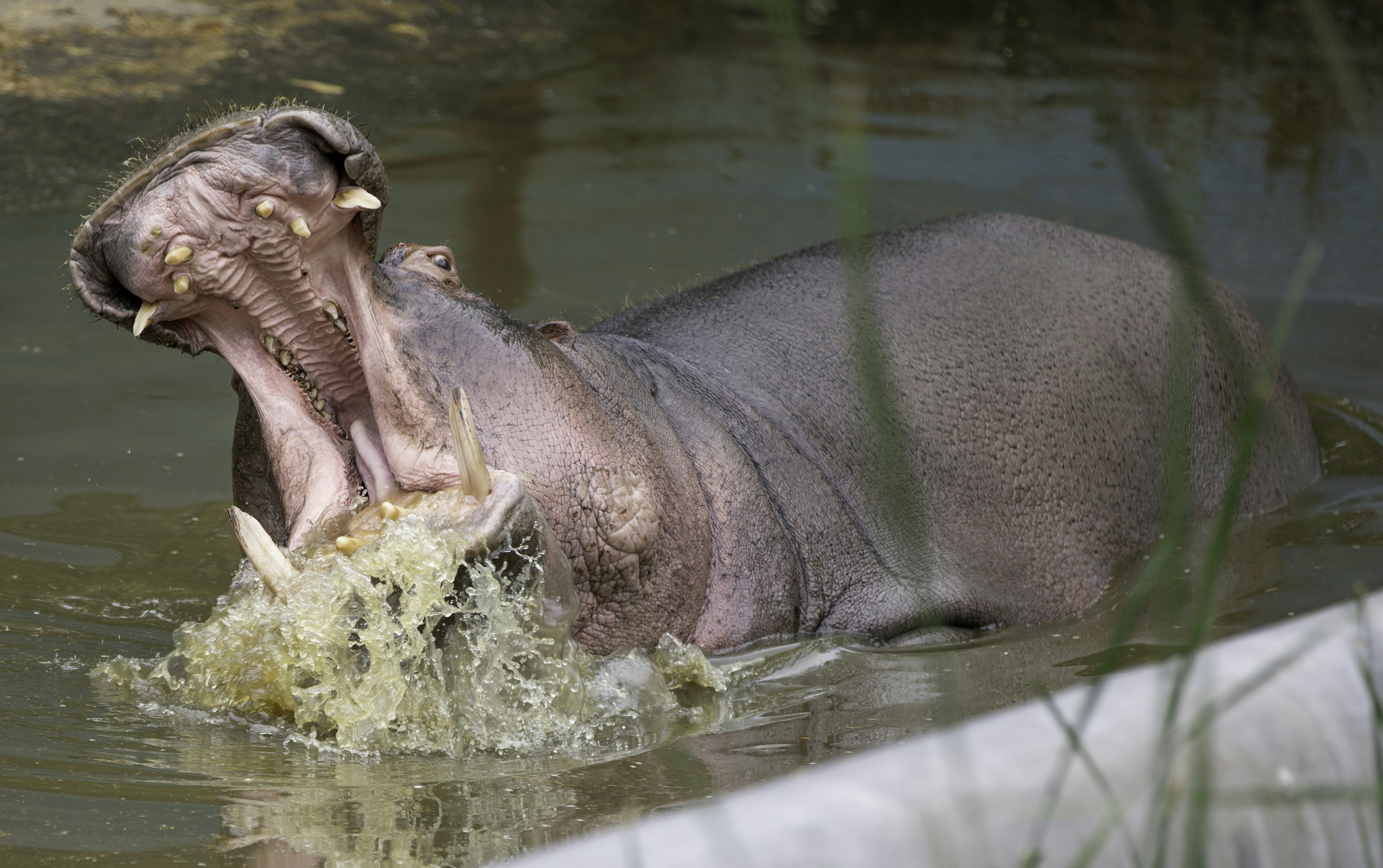 Photo by anil_sharma_india