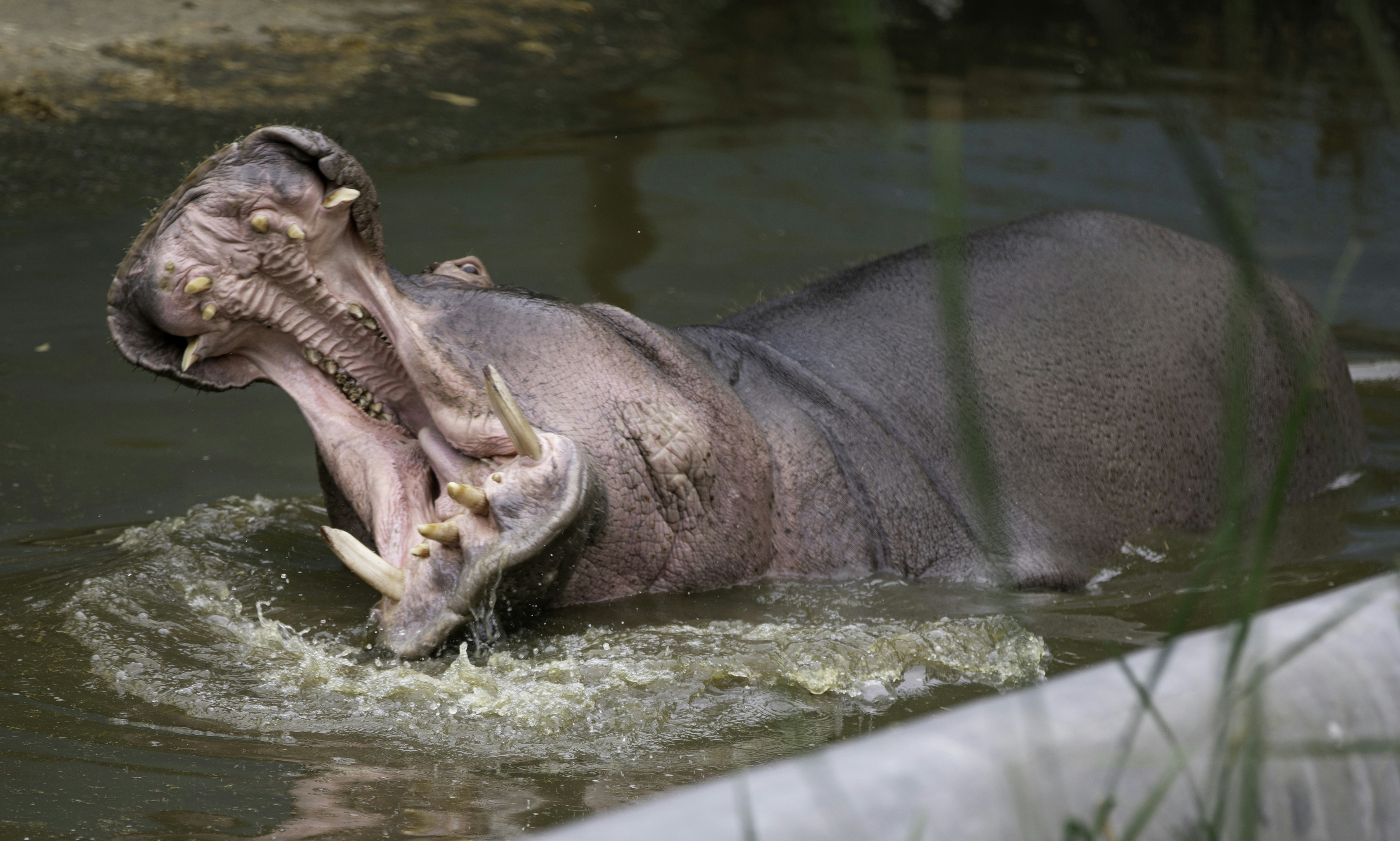 Photo by anil_sharma_india