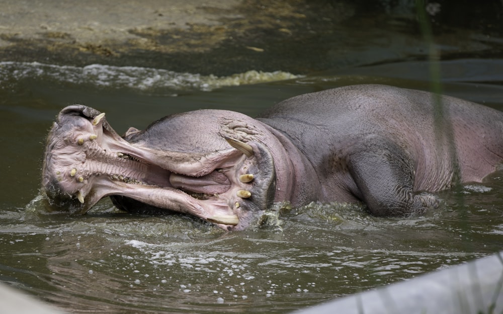 a hippopotamus in a body of water with its mouth open