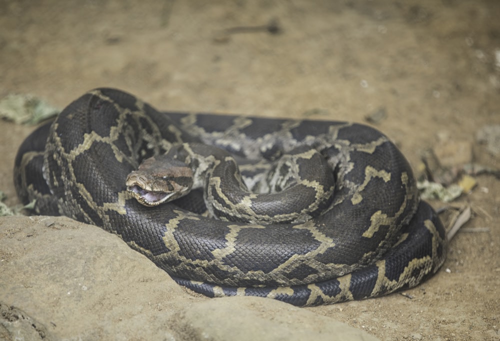 a close up of a snake on a rock