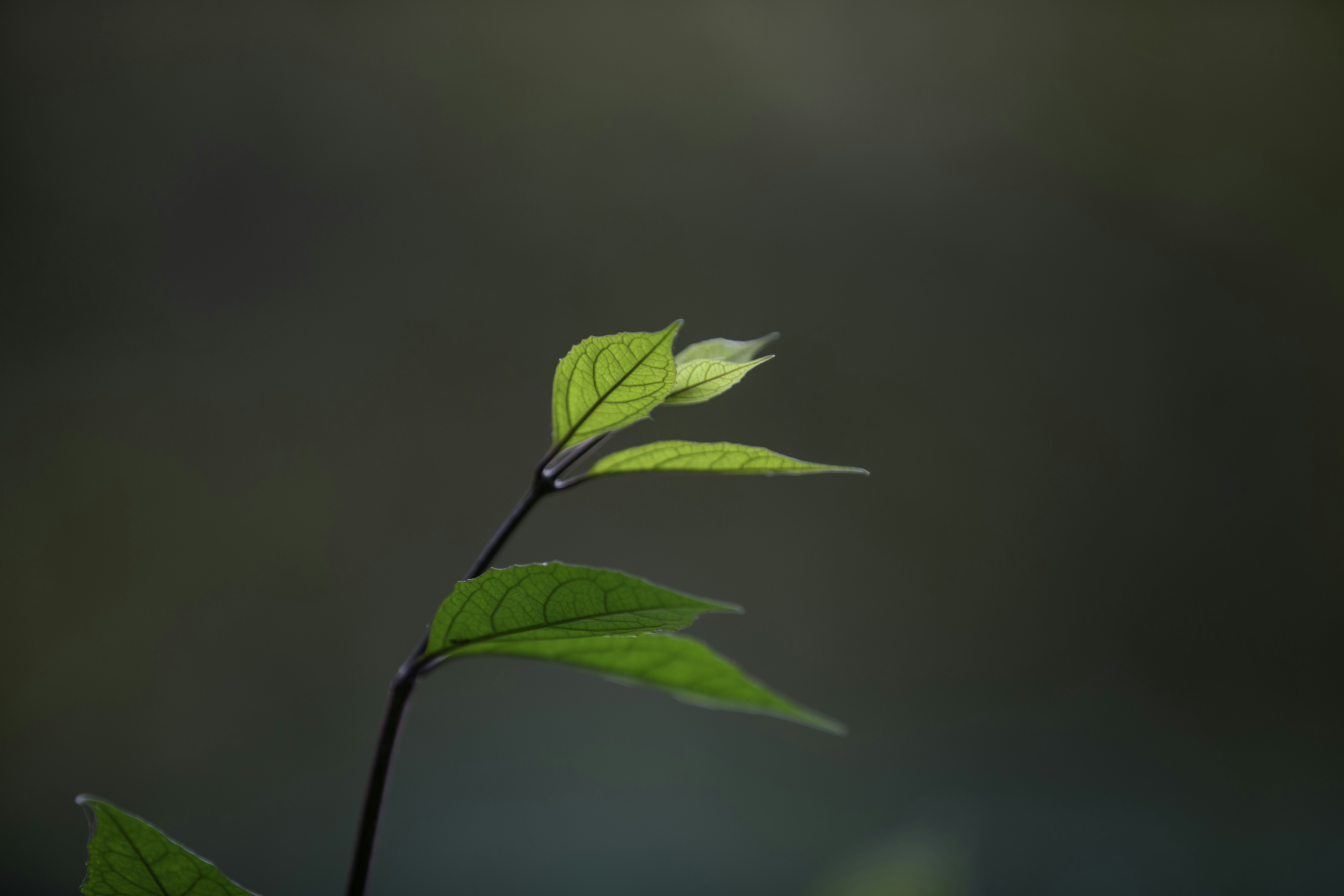 Photo by anil_sharma_india