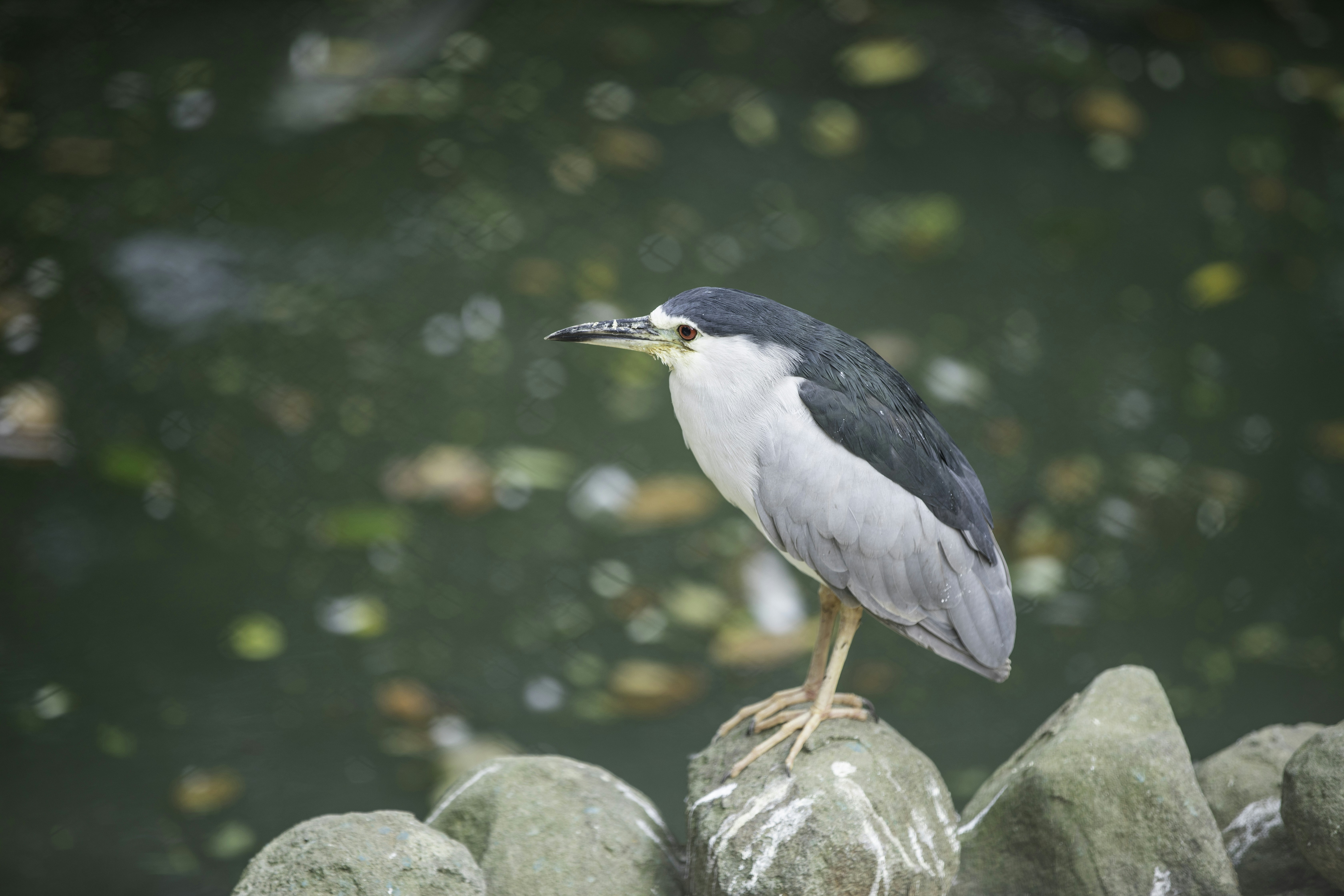 Photo by anil_sharma_india