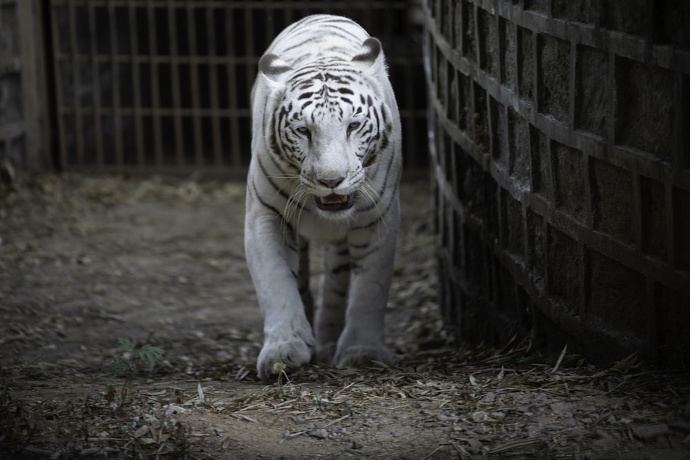 a white tiger walking in front of a brick wall