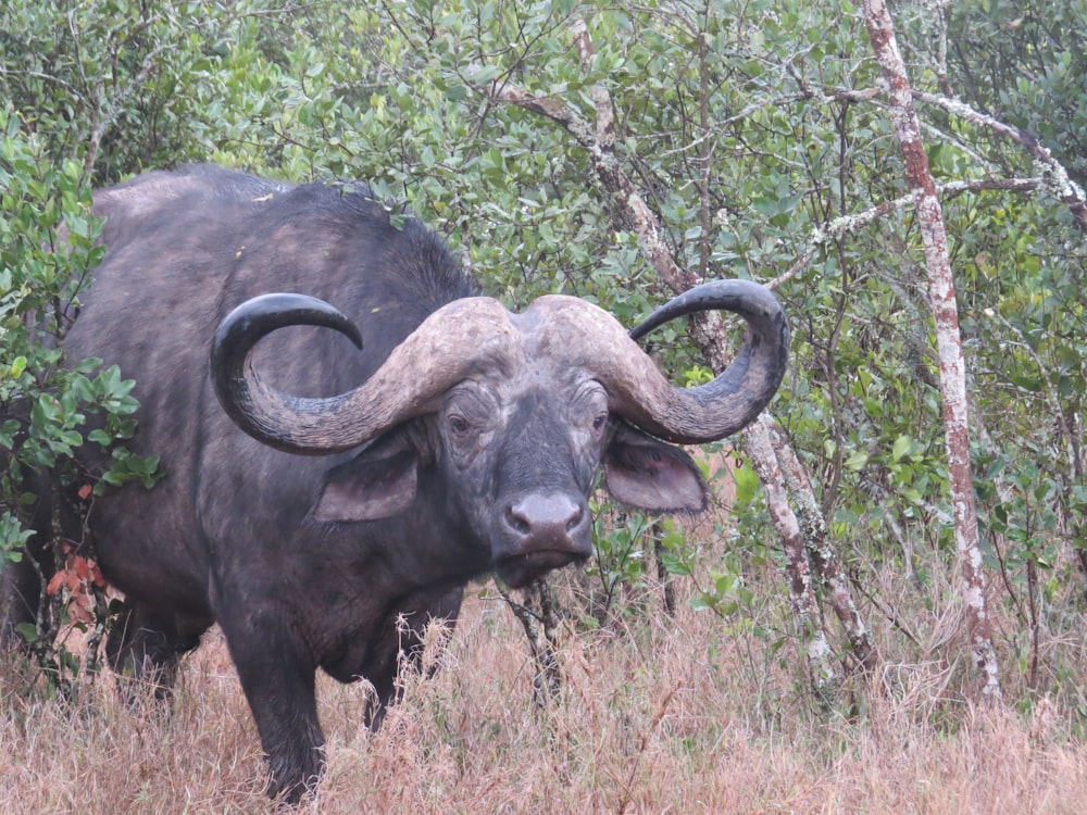 an animal with large horns standing in a field