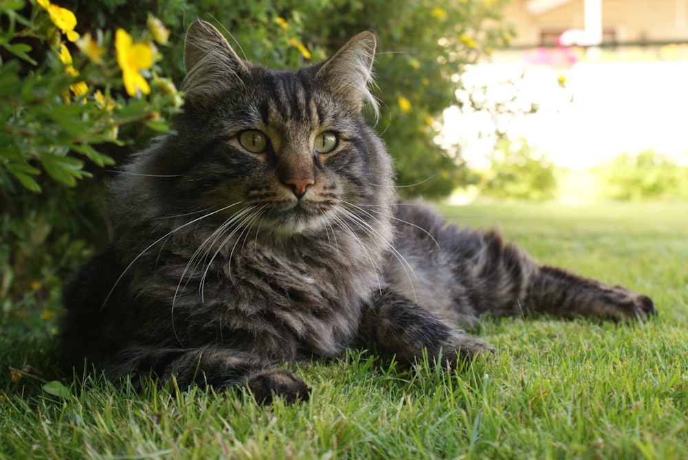 a cat laying in the grass next to a bush