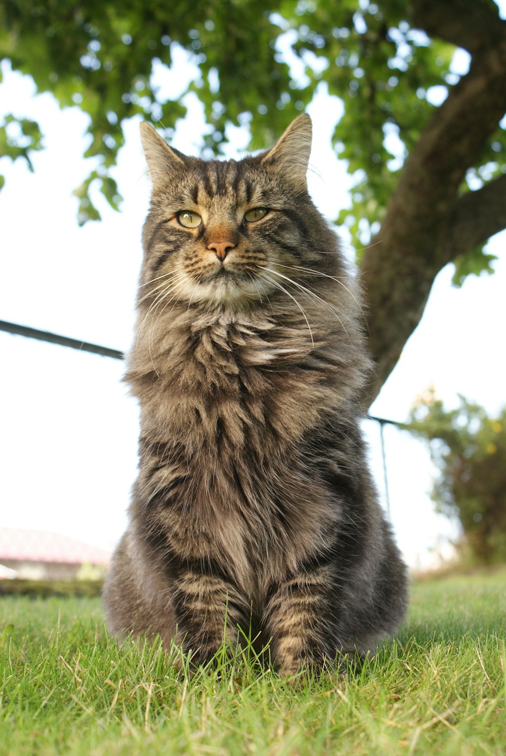 a cat sitting in the grass next to a tree