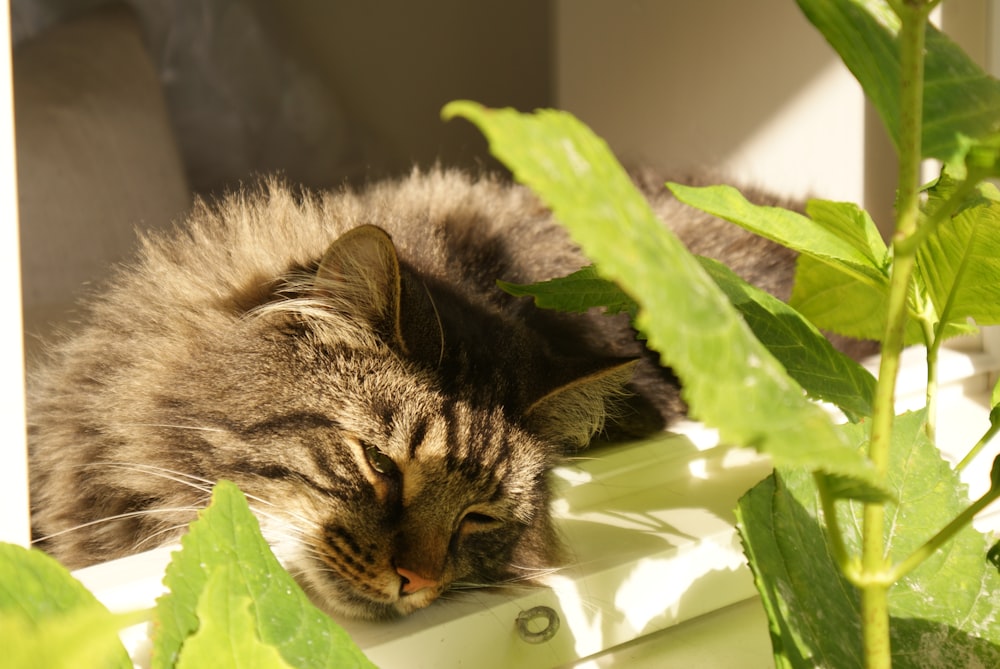 a cat laying on top of a white box next to a plant