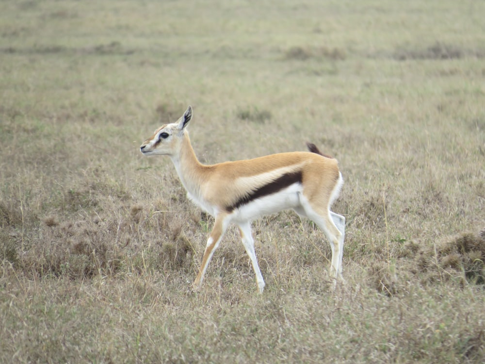 a gazelle standing in a field of tall grass