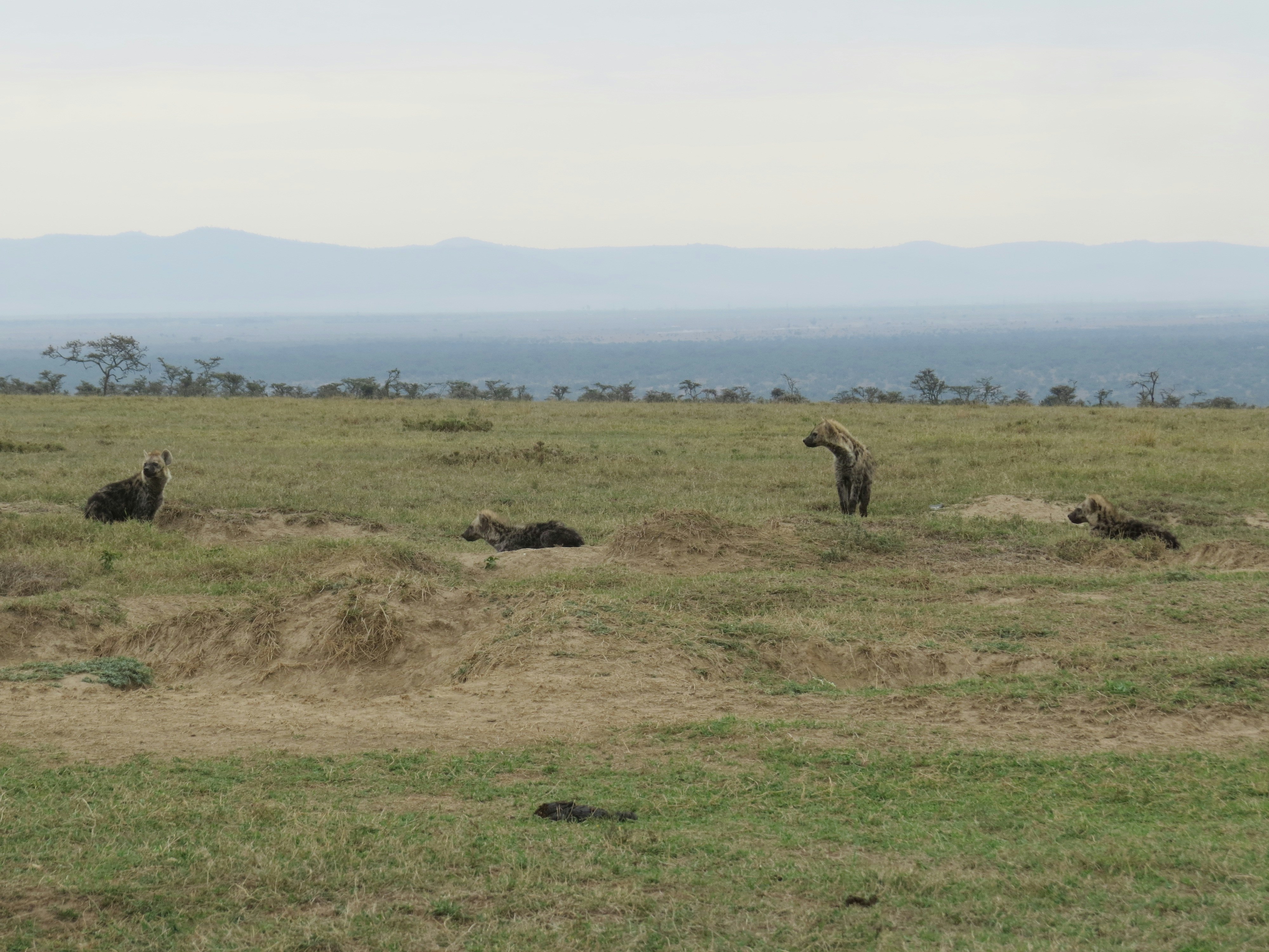 Una manada de animales de pie en la parte superior de un campo cubierto de hierba
