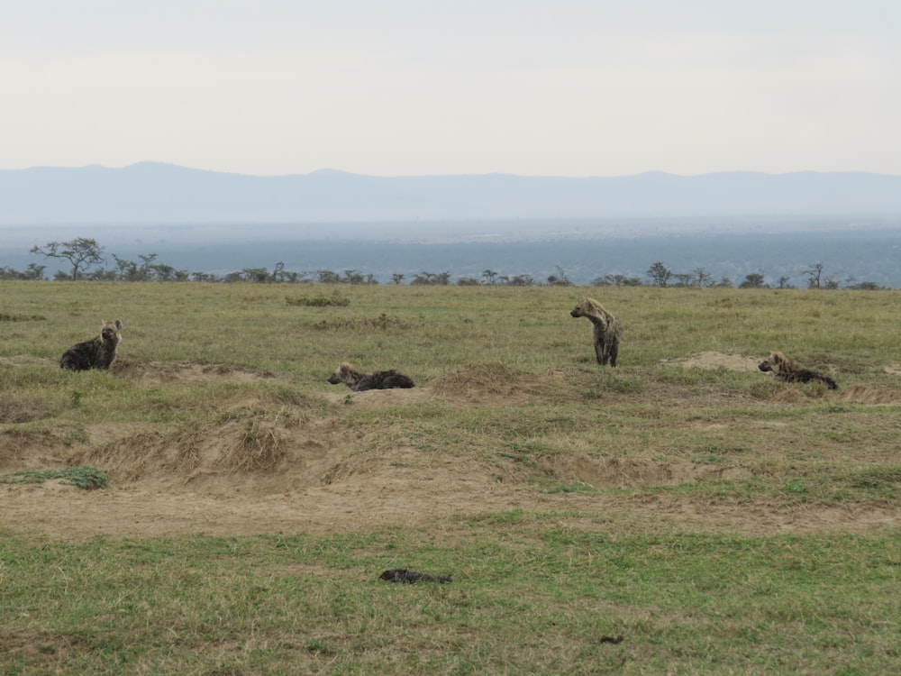 a herd of animals standing on top of a grass covered field