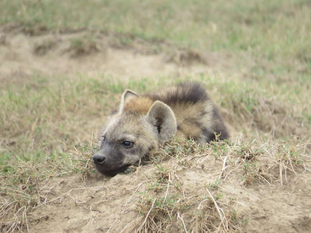 a baby hyena laying in the middle of a field