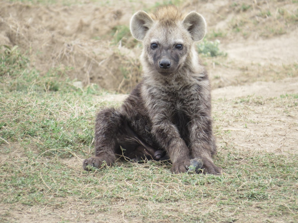 a hyena sitting in the grass looking at the camera