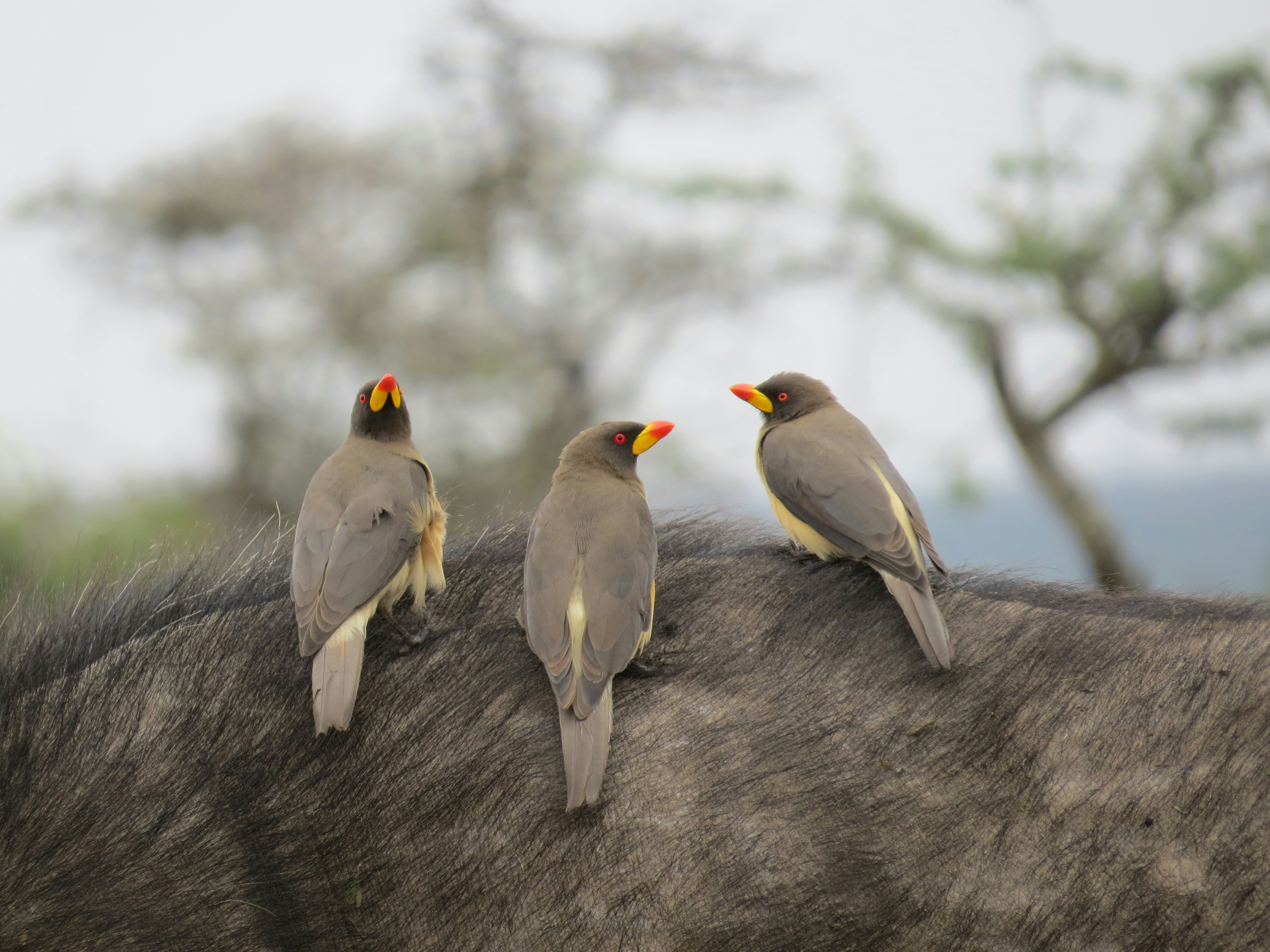 Tres pájaros sentados en el lomo de un caballo