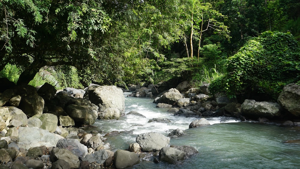 a river running through a lush green forest