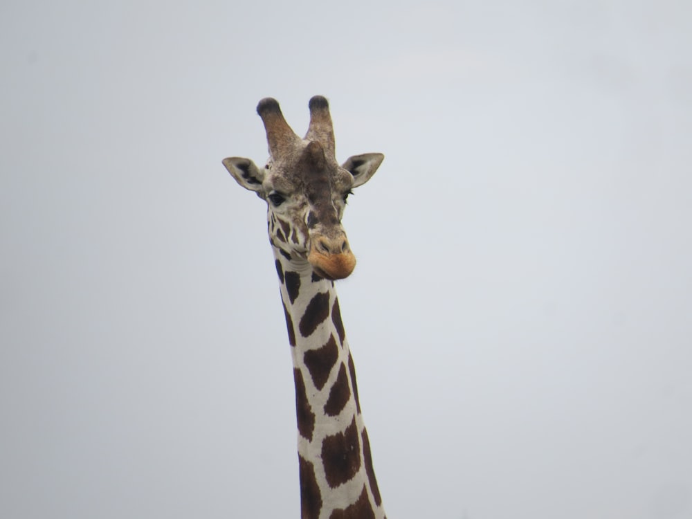 a tall giraffe standing next to a tree