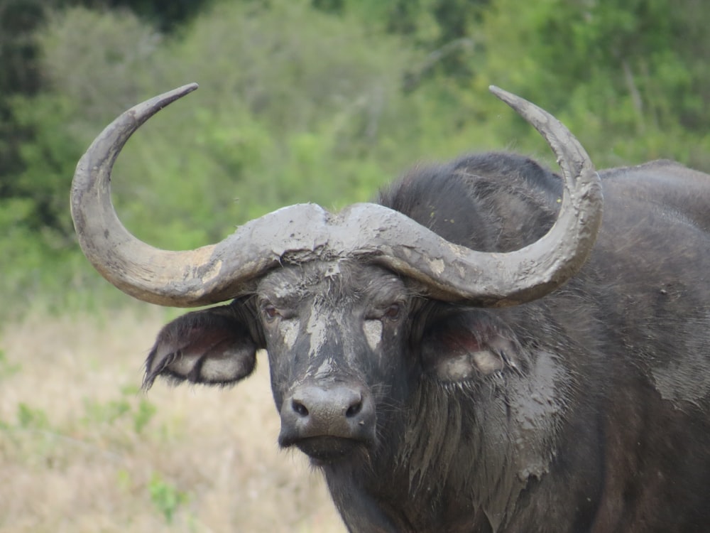 a bull with large horns standing in a field