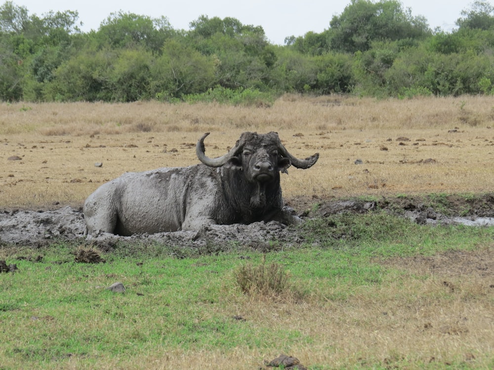 a bull laying down in the mud in a field
