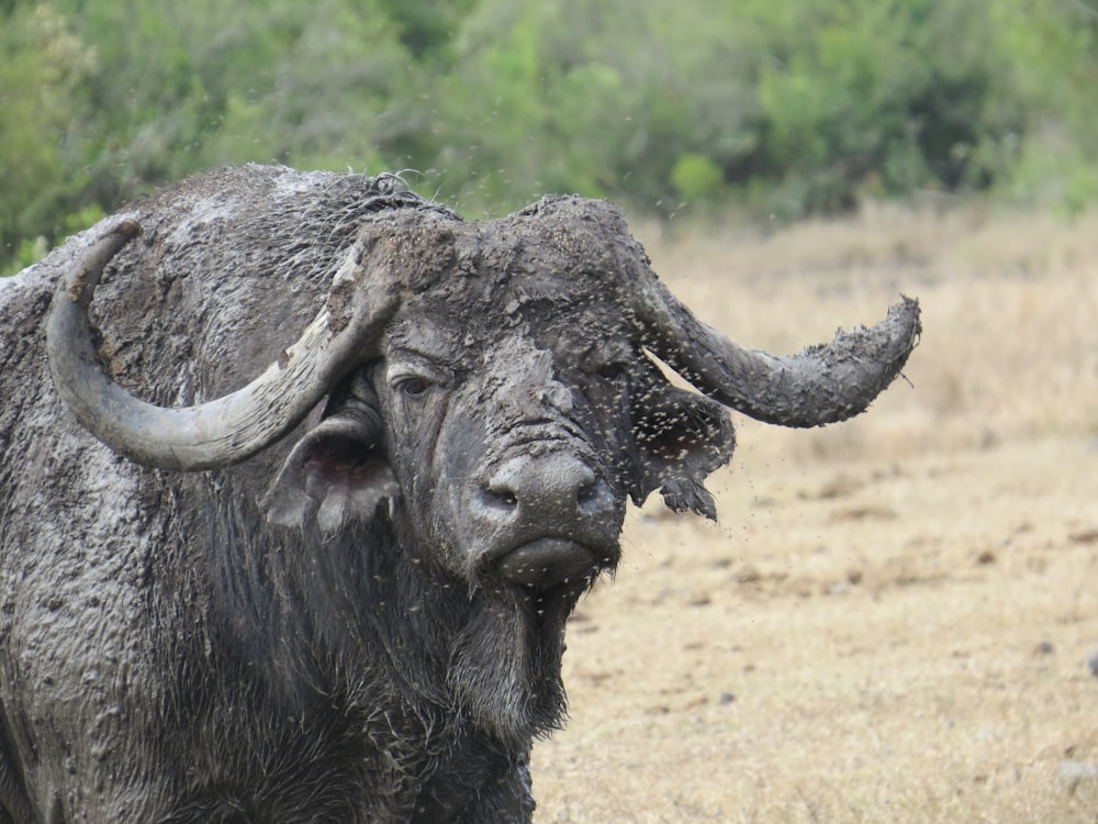 a close up of a bull with very large horns