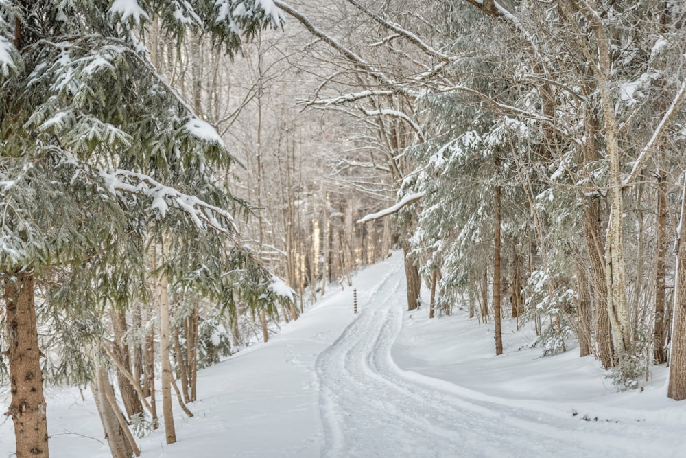 a snow covered path in the middle of a forest