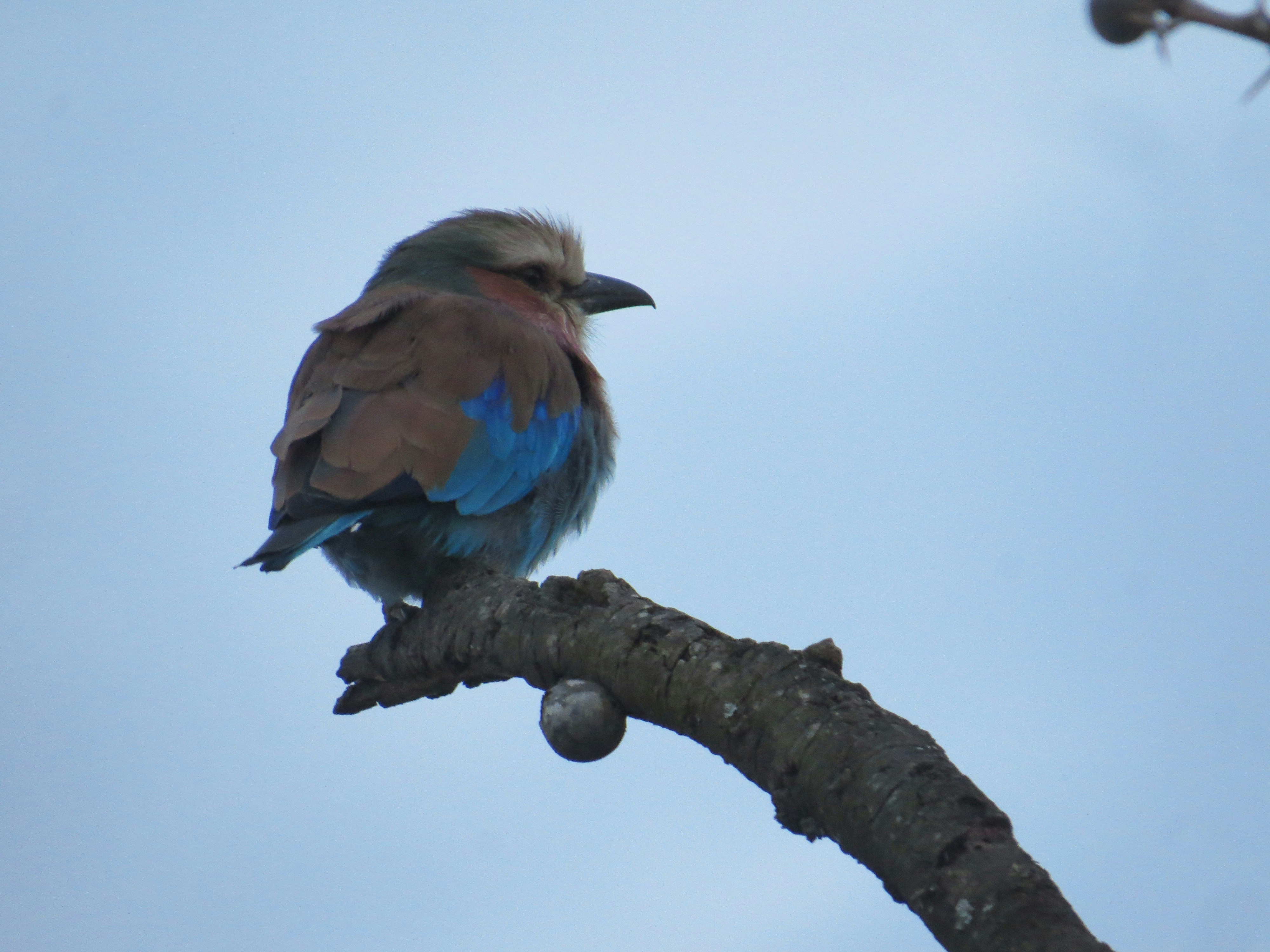 Un pájaro colorido posado en la rama de un árbol