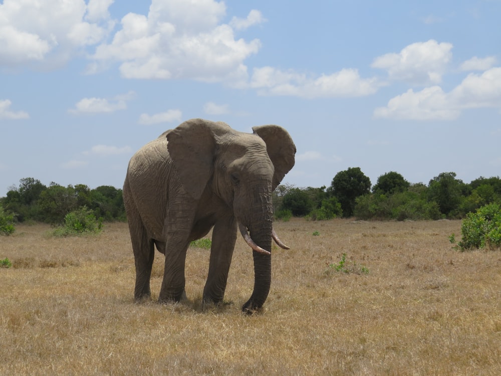 an elephant standing in a dry grass field