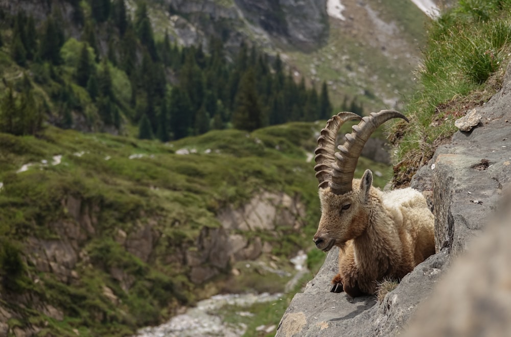 a mountain goat standing on a rocky cliff