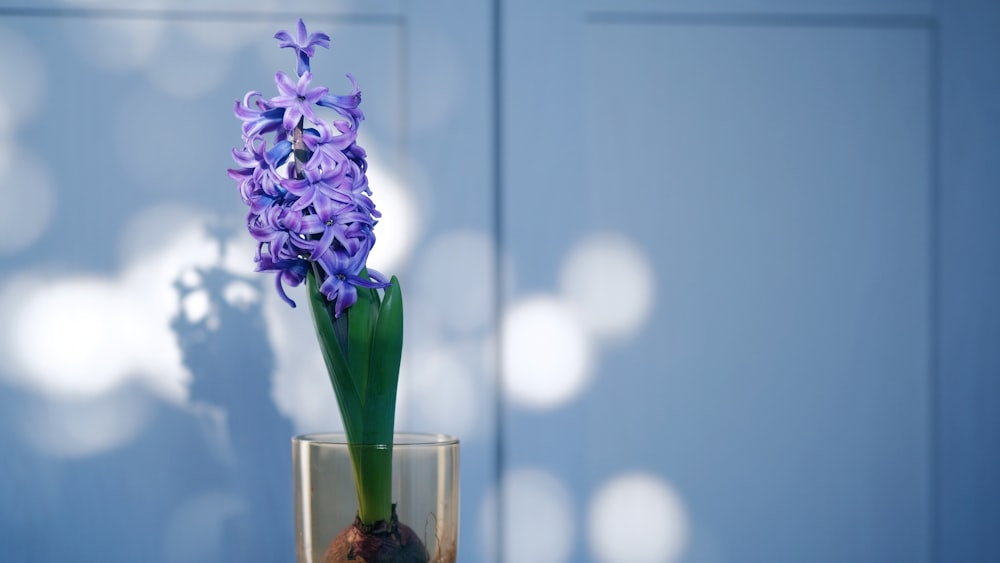 a purple flower is in a glass vase