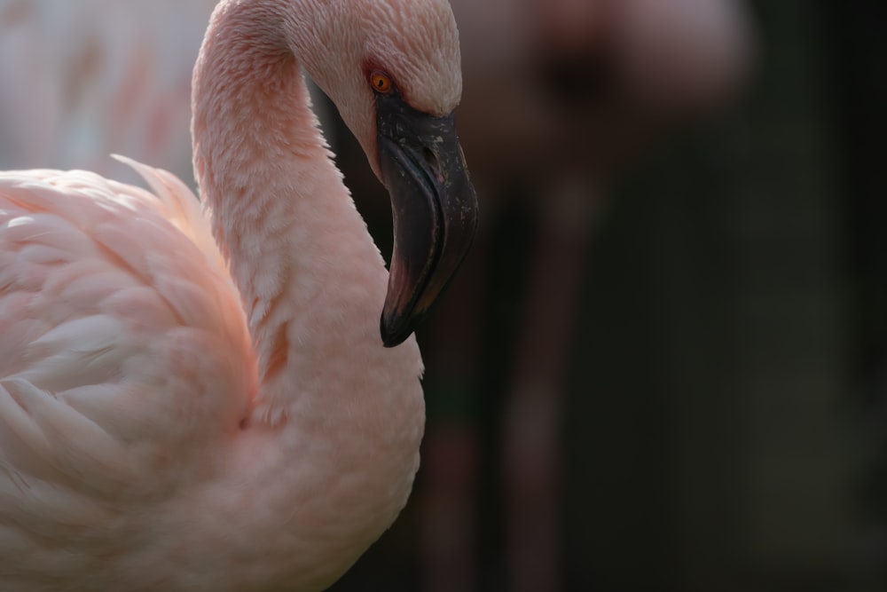 a close up of a pink flamingo
