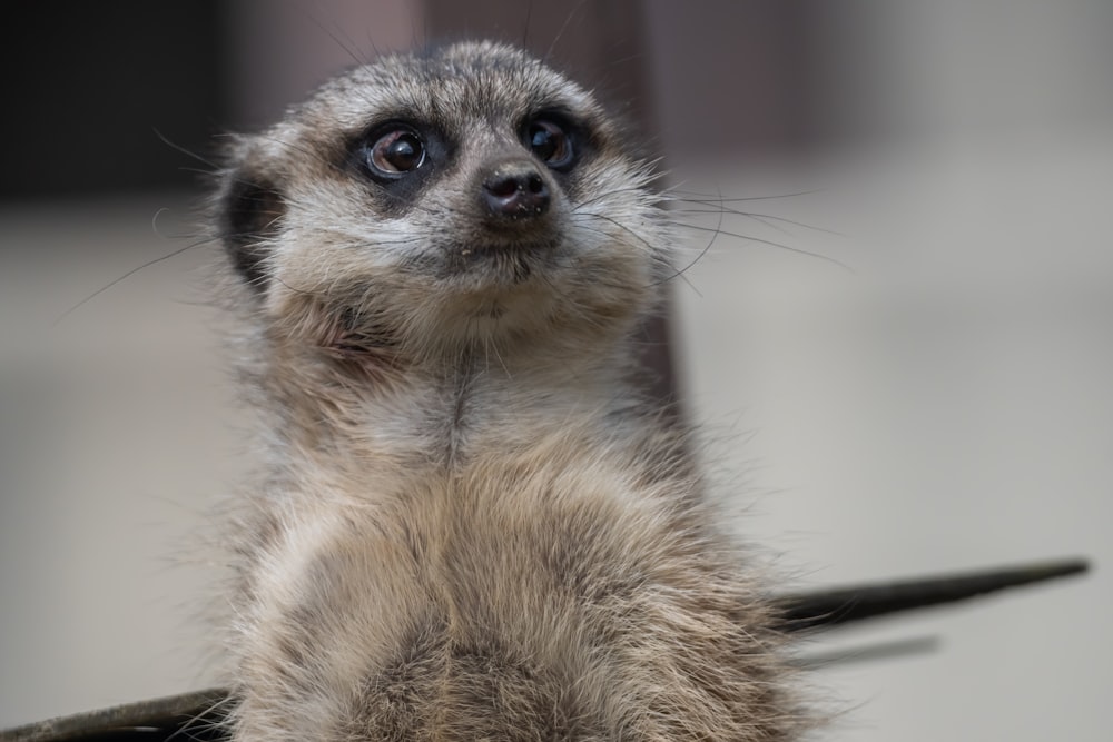 a baby meerkat standing on its hind legs