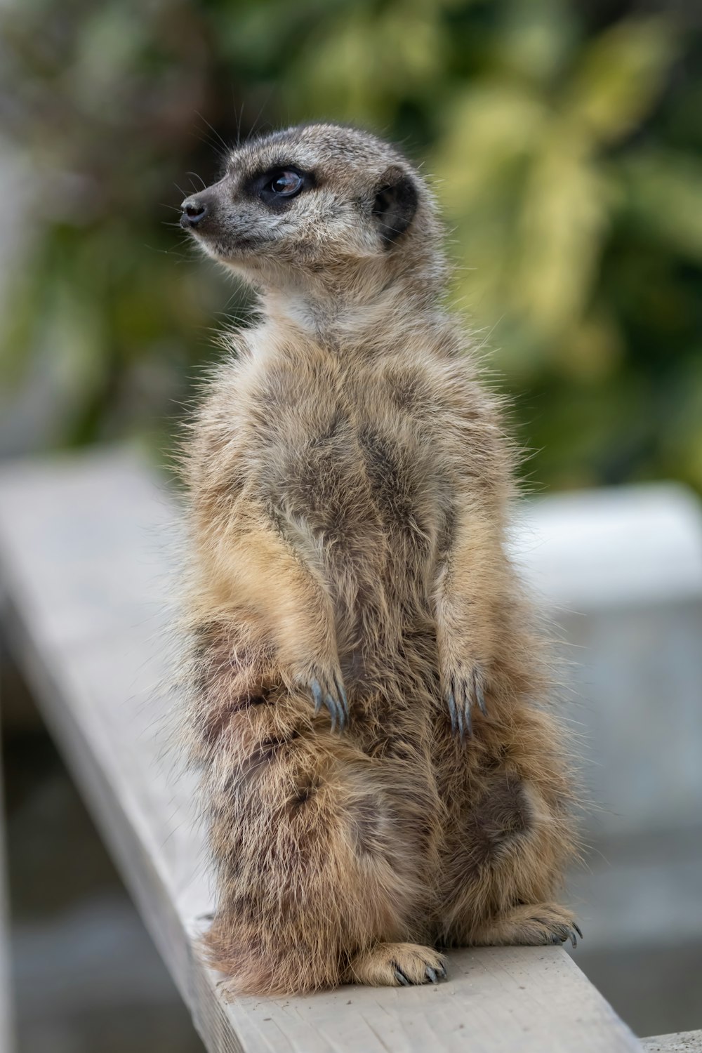 a small meerkat sitting on a bench