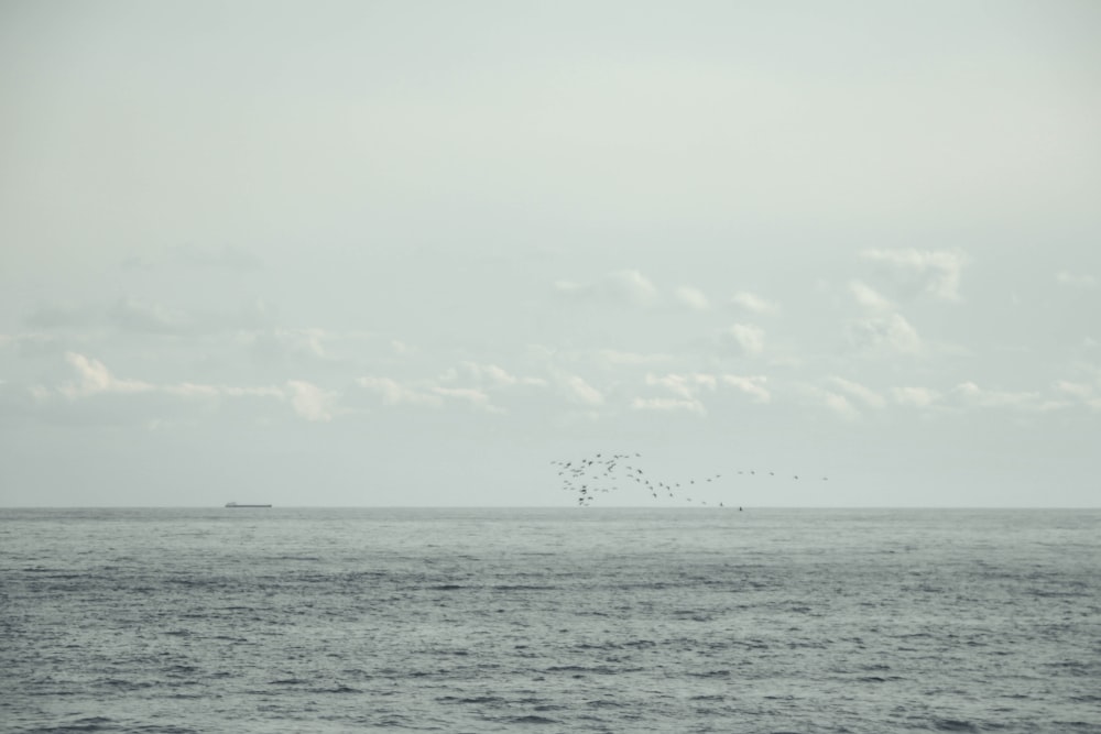 a flock of birds flying over the ocean