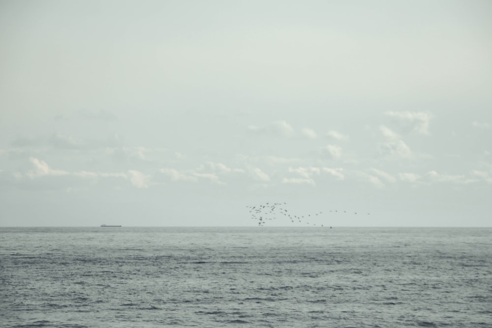 Uno stormo di uccelli che volano sopra l'oceano