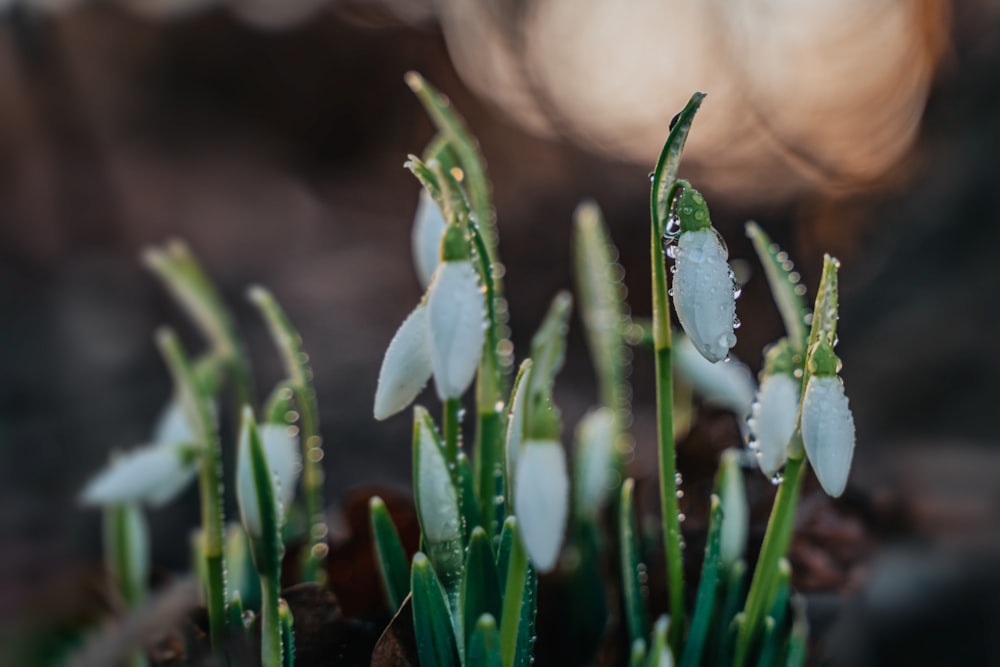 a close up of snowdrops on a plant