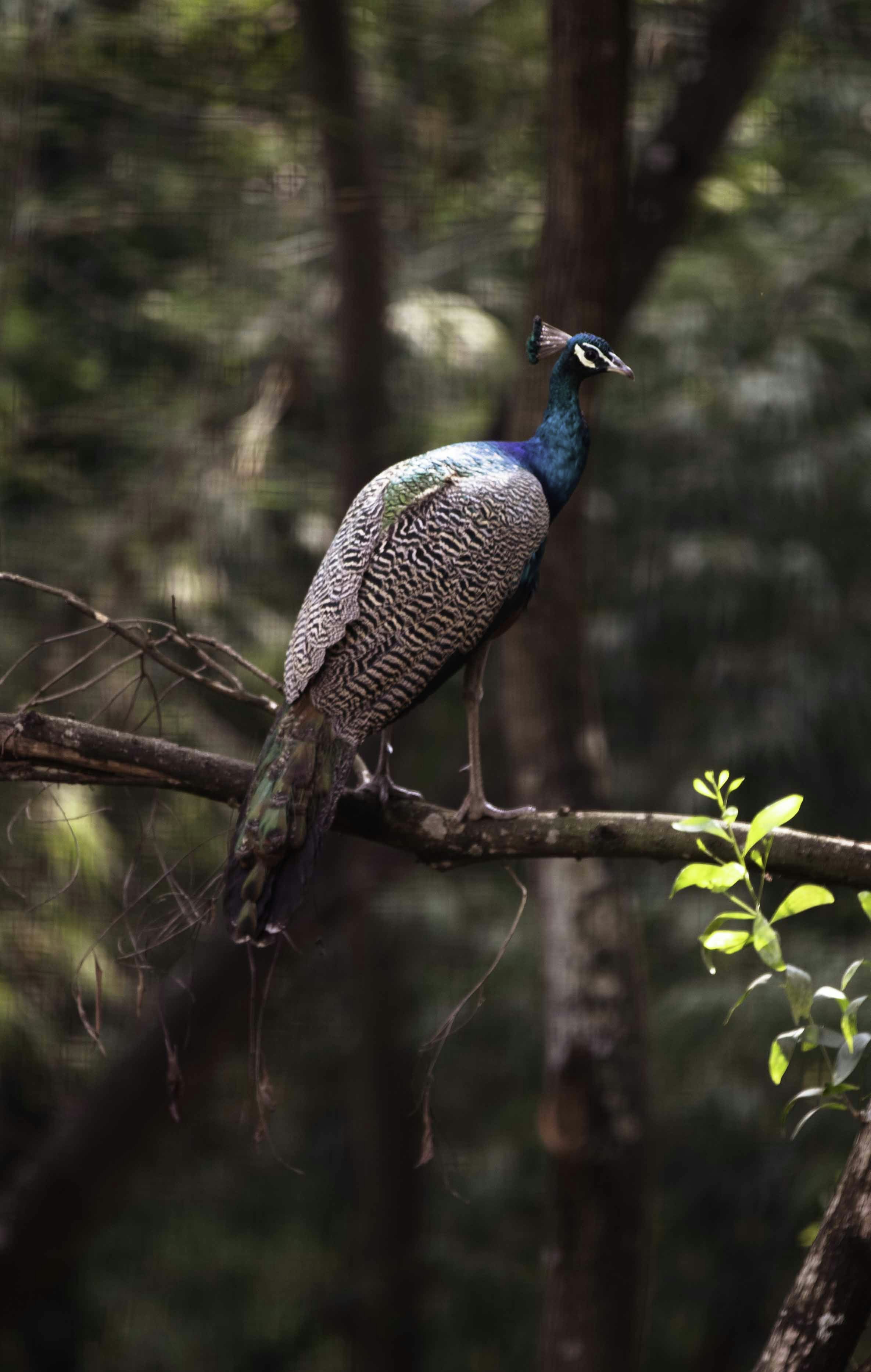 a peacock sitting on top of a tree branch