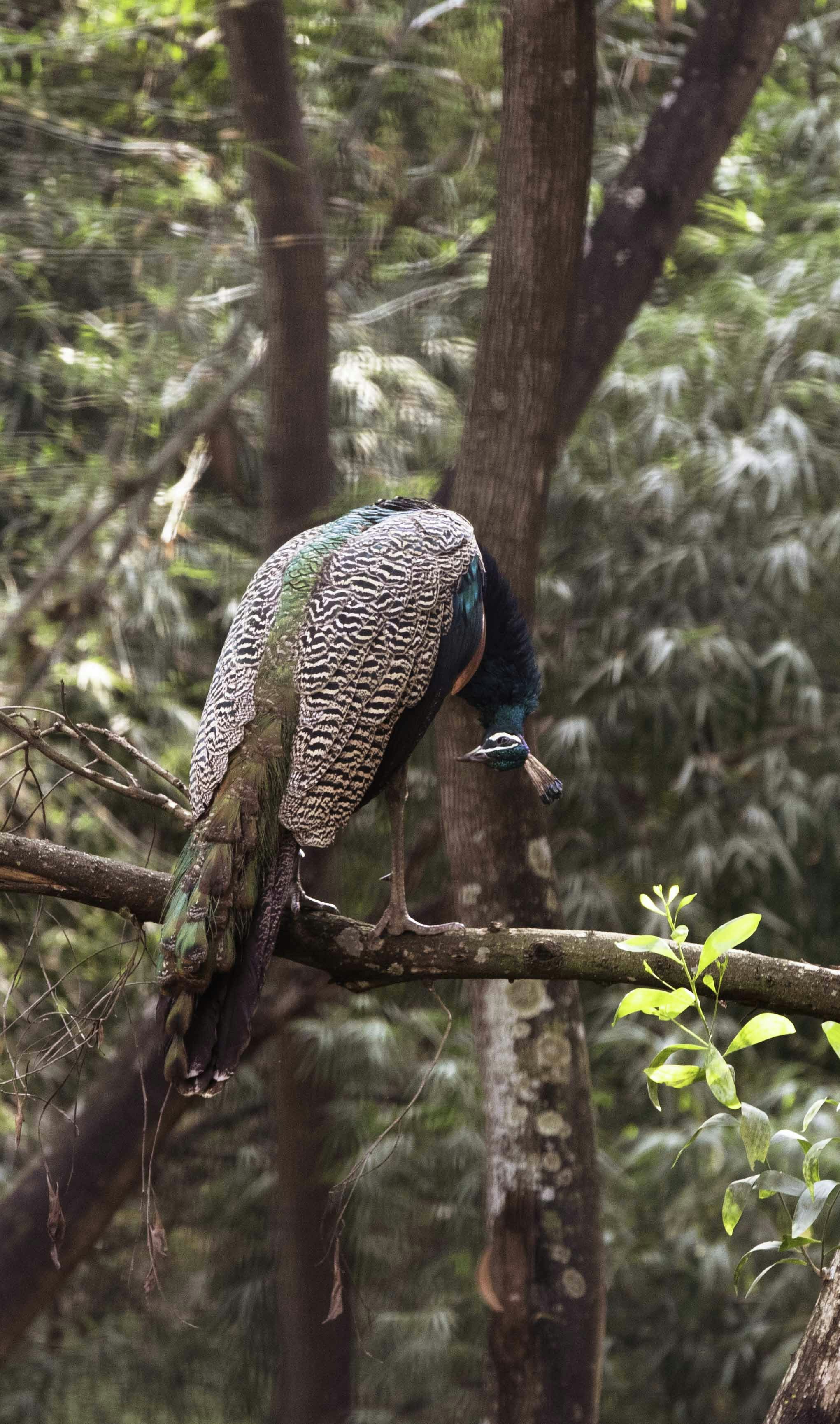 a peacock perched on a tree branch in a forest