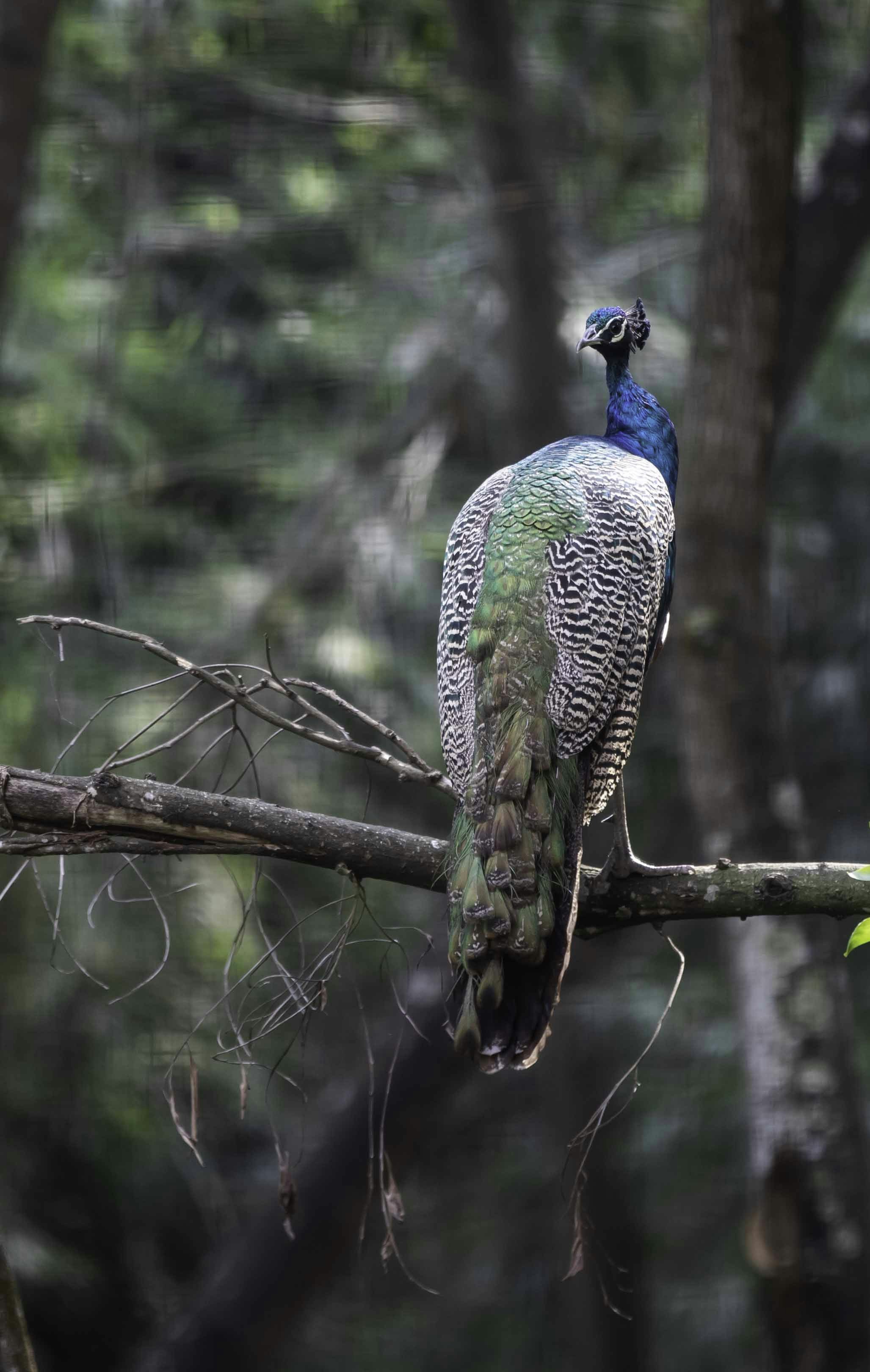 a peacock sitting on top of a tree branch
