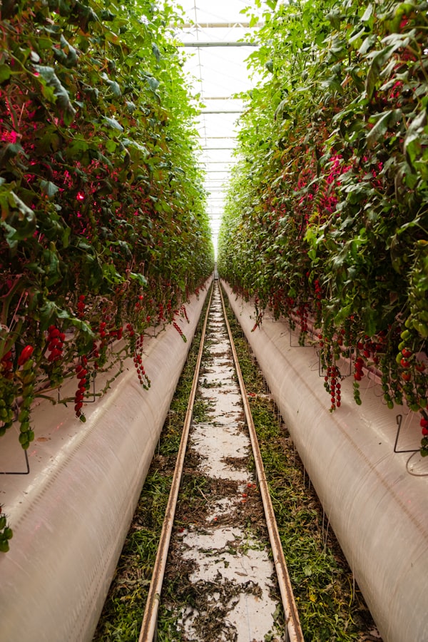 🚜 What if vertical farming wasn't about food?