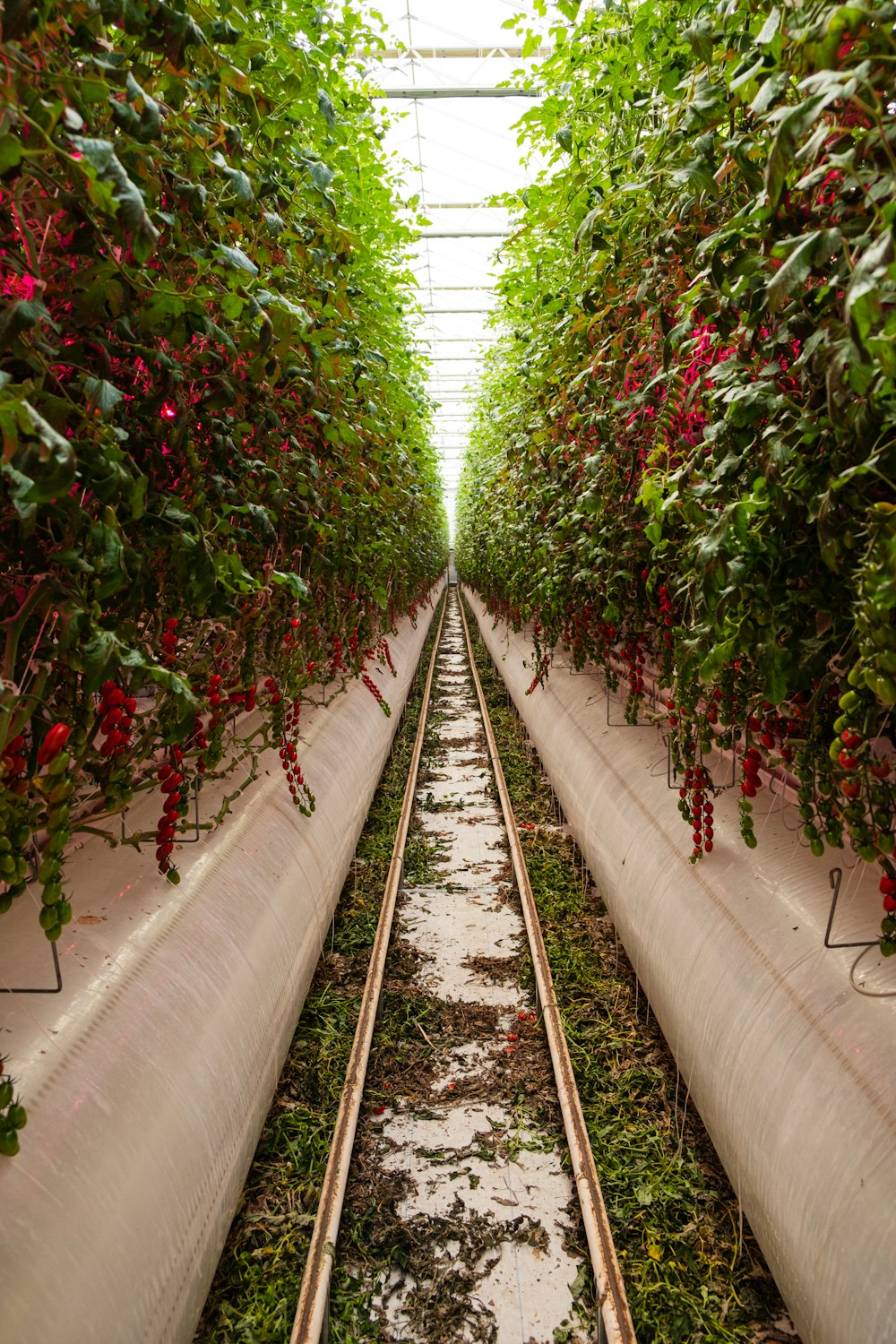 a long row of plants growing in a greenhouse