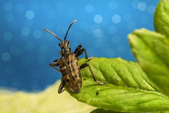 a bug sitting on top of a green leaf