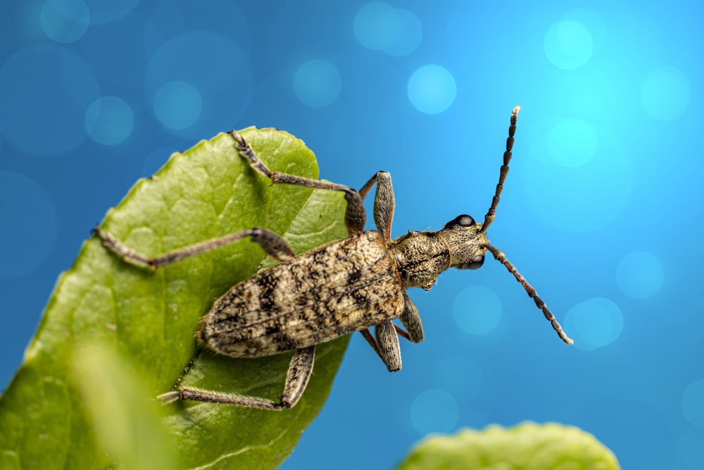 a close up of a bug on a leaf