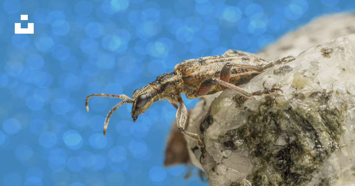 Rock Bug Insect A close up of a bug on a rock photo – Free Animal Image on Unsplash