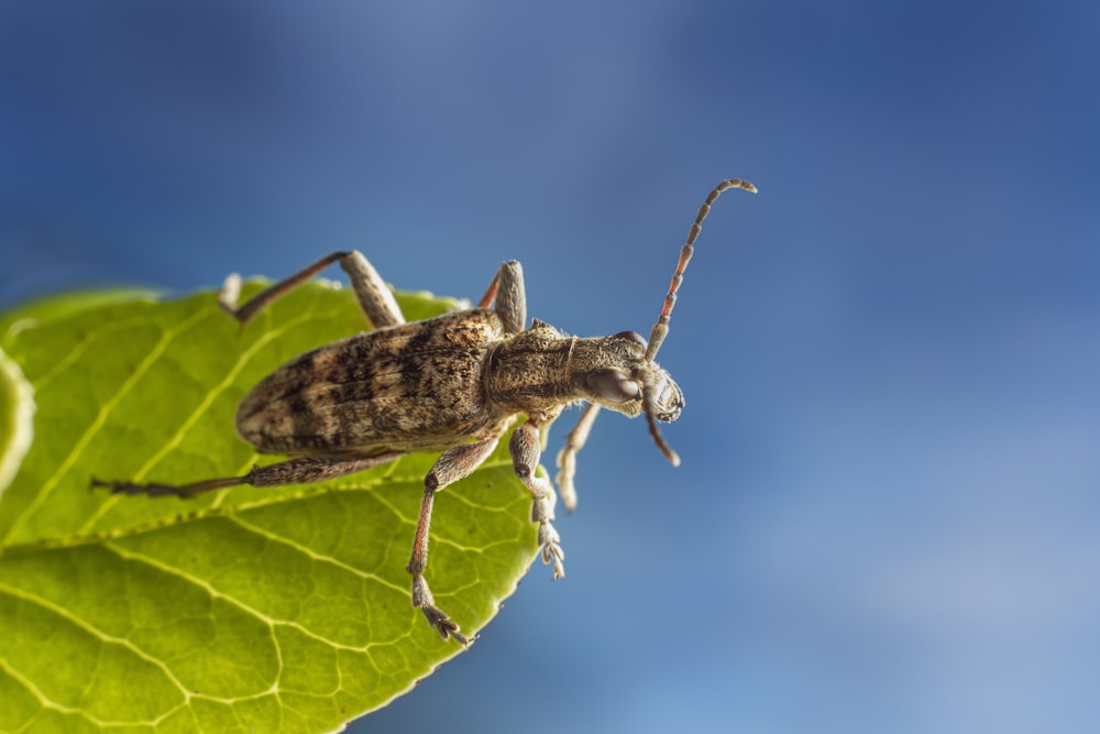 a close up of a bug on a leaf