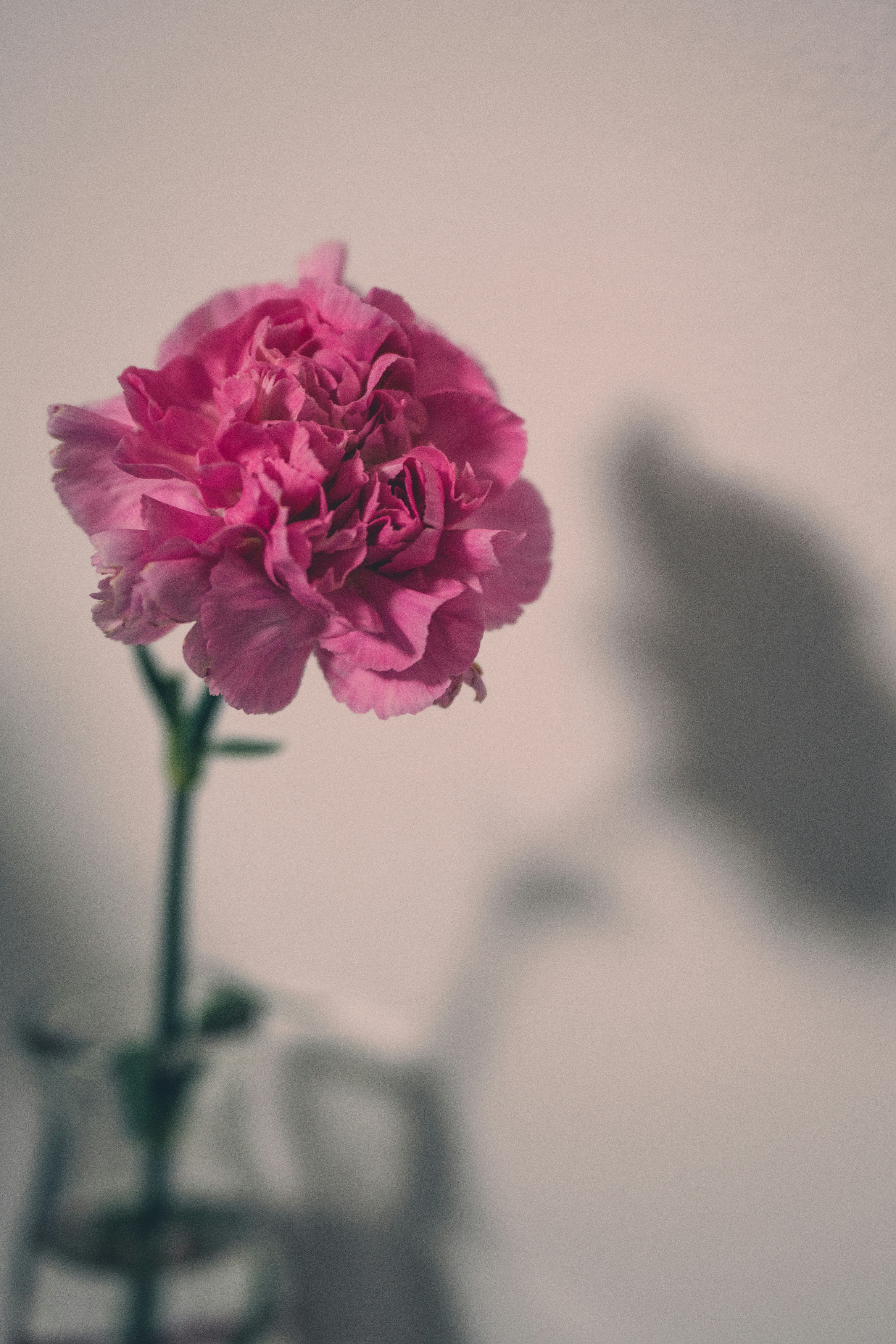 Foto Una sola flor rosa en un jarrón de cristal – Imagen Flor gratis en ...