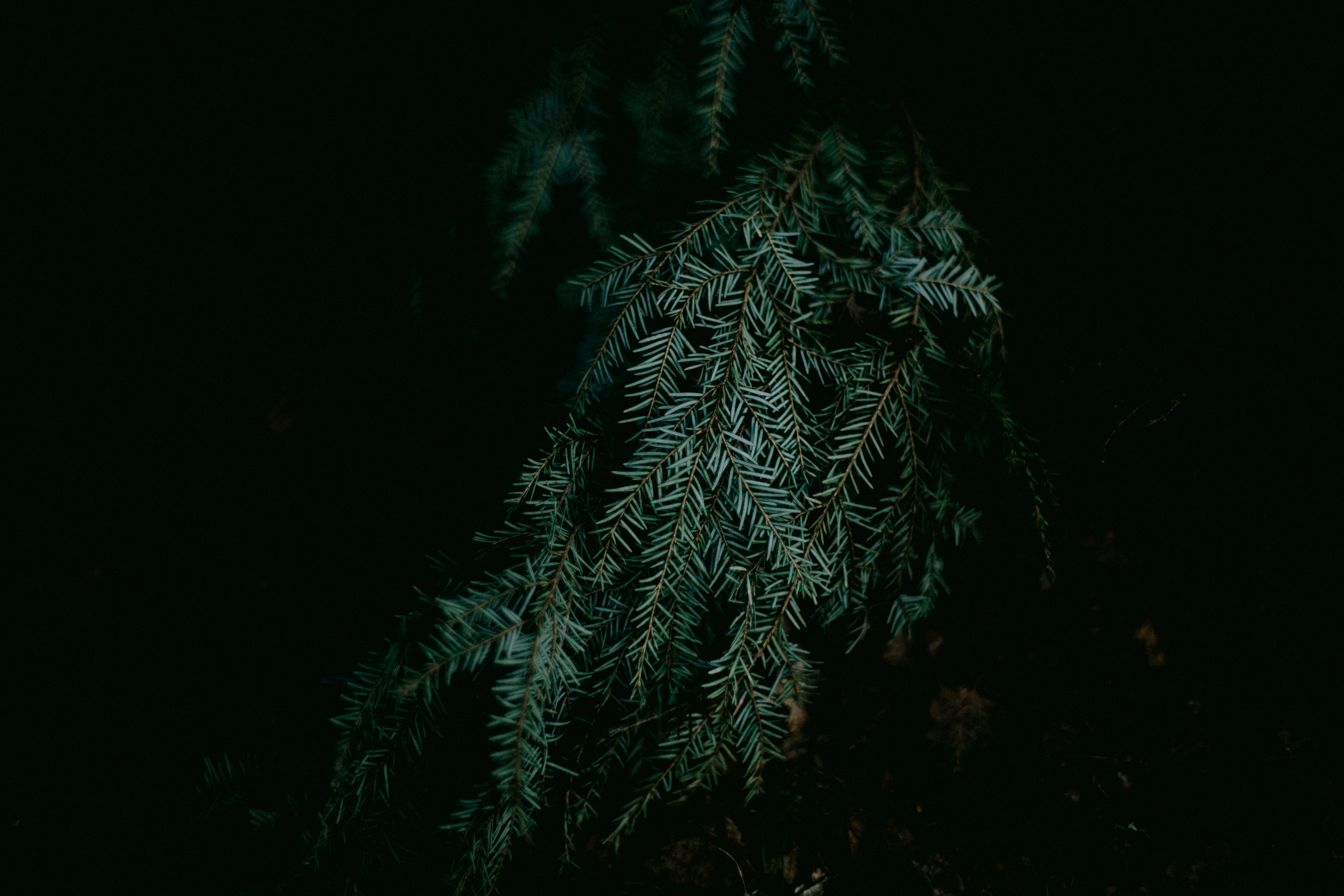 Photo by anniespratt