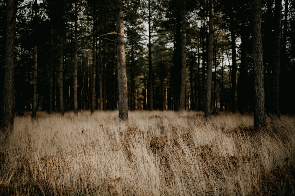 a field with tall grass and trees in the background