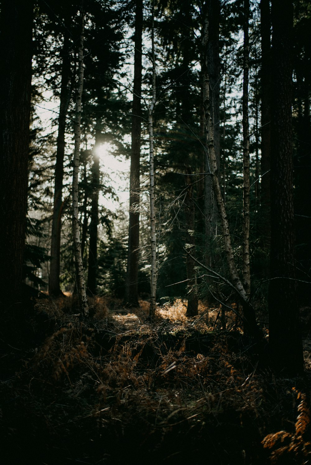 il sole splende tra gli alberi nel bosco