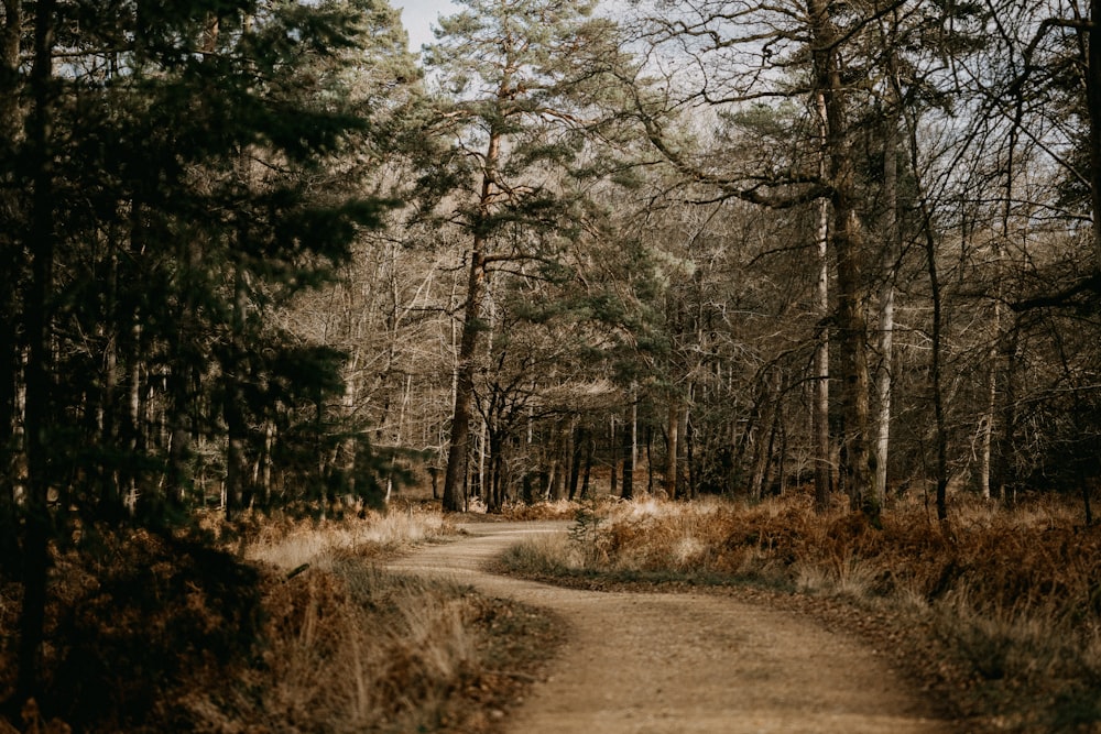 Una strada sterrata in mezzo a un bosco