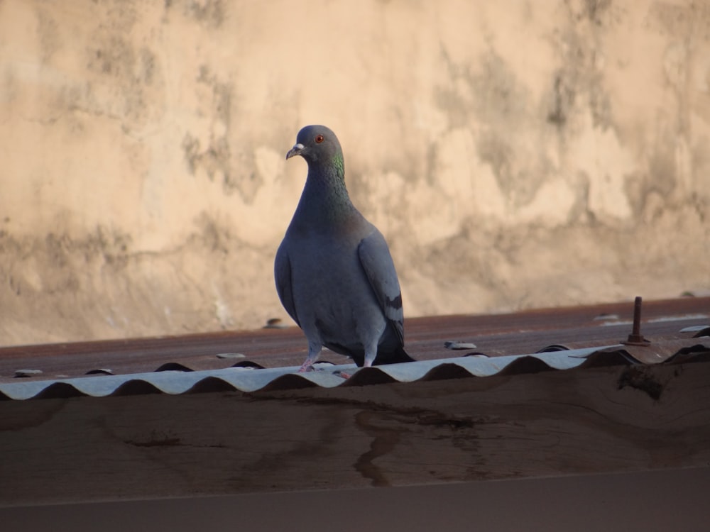 Un pigeon est assis sur le toit d’un bâtiment
