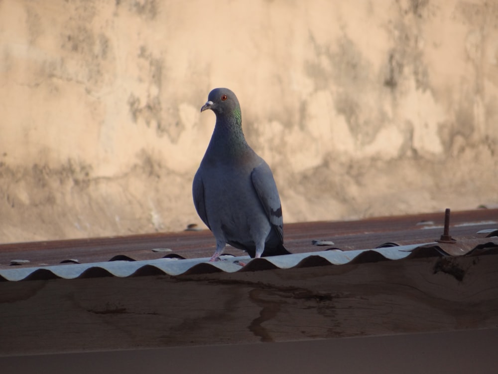 a pigeon is sitting on the roof of a building